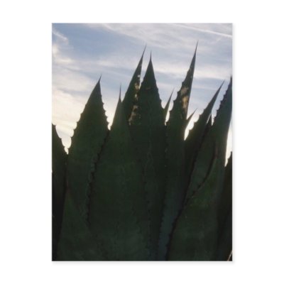 Agave Skyrockets Postcard by temequila