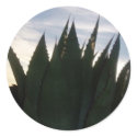 Agave Skyrockets Sticker