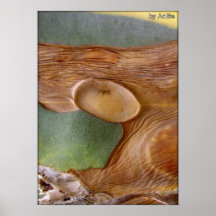 AgaveArt 6 Plakatdrucke