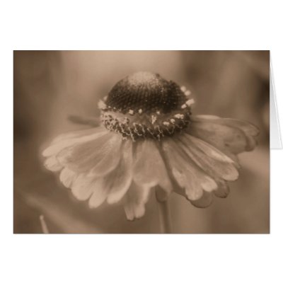 Aged Sepia Daisy Flower Photo Blank Note Card by SmilinEyesTreasures