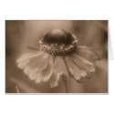 Aged Sepia Daisy Flower Photo Blank Note Card