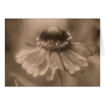 Aged Sepia Daisy Flower Photo Blank Note Card