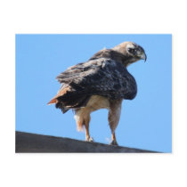 Agitated Red Tail Hawk Postcard