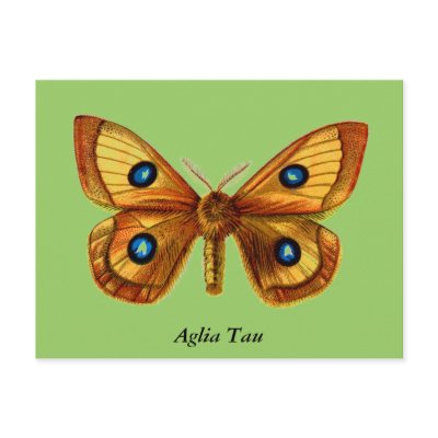 Aglia Tau Butterfly by FlutterByButterfly