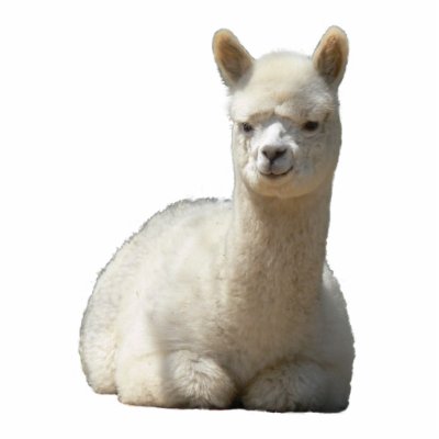 Ahhhh Alpaca Photo Sculpture by WalnutCreekAlpacas