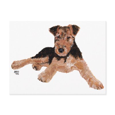 Airedale, Lakeland, Welsh Terrier Pup Post Cards by MaggieRossAiredales