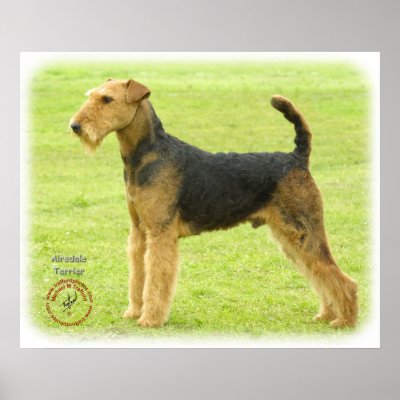 Airedale Terrier 8T092D-16 Poster by TraffordPhotos