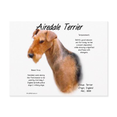 Airedale Terrier History Design by GreyWolfCreation