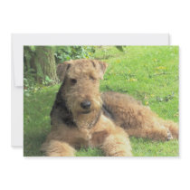Airedale Terrier Invitation