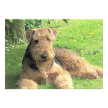 Airedale Terrier Invitation