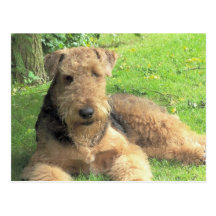 Airedale Terrier Postcard