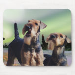 Airedales and Auroras mousepads
