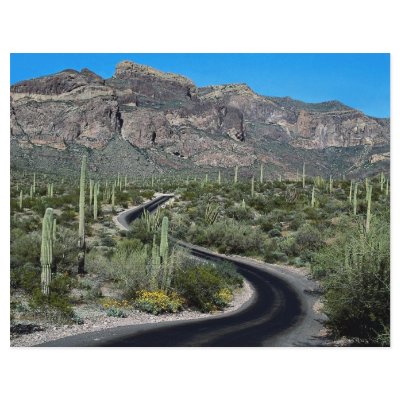 Ajo Mountains, Organ Pipe Cactus National Monument Full Color Flyer by beautifulclicks