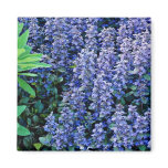 Ajuga reptans - bugleweed  flowers magnet