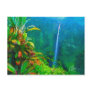Akaka Falls Postcard