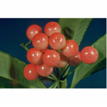 Akia (Wikstroemia species) Photo Cut Outs