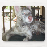 Akila's Muddy Mousepad