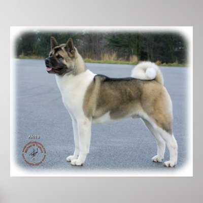Akita 8P004D-12 Posters by TraffordPhotos