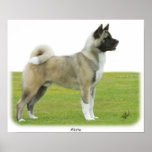 Akita 9R071D-147 Posters