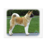 Akita 9T031D-052 Postcard