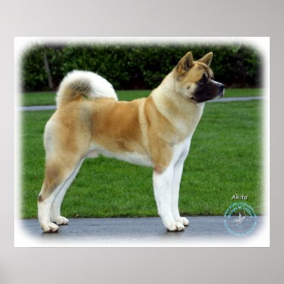 Akita 9T031D-052 Print by TraffordPhotos