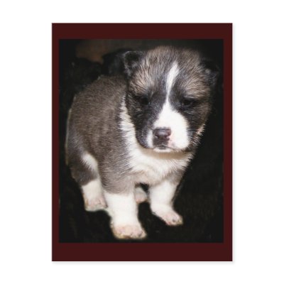 Akita boy Postcards by Petcetera