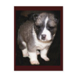 Akita boy Postcards