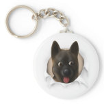 Akita Busting Out