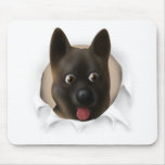 Akita Busting Out