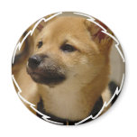 Akita Dog Magnet