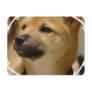 Akita Dog Postcard