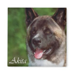 Akita Gifts of Art Magnet