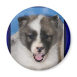 akita girl magnets