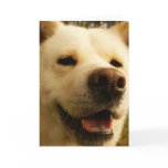 Akita Greeting Card