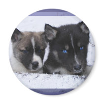 Akita & Husky Puppy Magnet