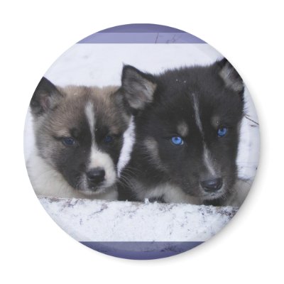 Akita & Husky Puppy Magnet by Petcetera