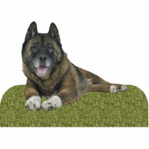 Akita