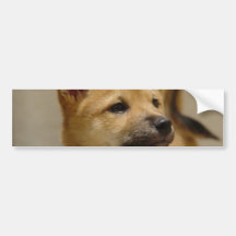 Akita Pictures  Bumper Stickers