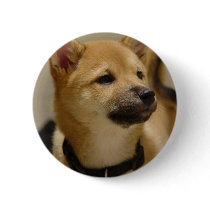 Akita Pictures  Button