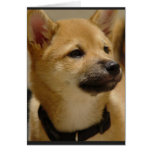 Akita Pictures  Greeting Card