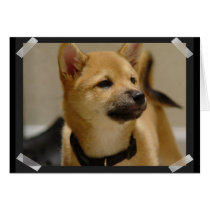 Akita Pictures  Greeting Card