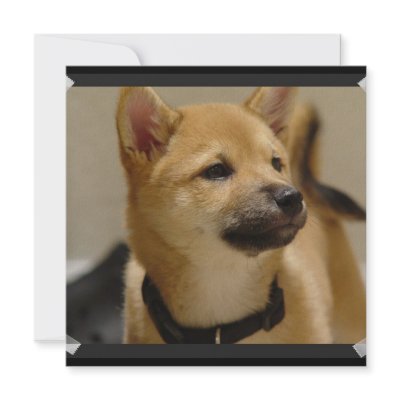 Akita Pictures Invitations by DogPoundGifts