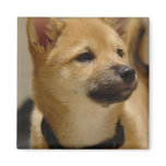Akita Pictures Magnet