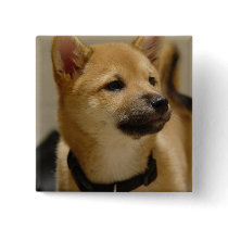 Akita Pictures  Pin
