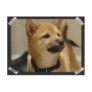 Akita Pictures  Postcard