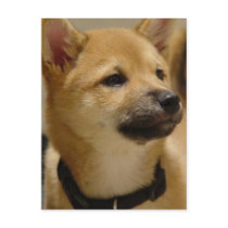 Akita Pictures  Postcard