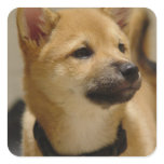 Akita Pictures  Stickers