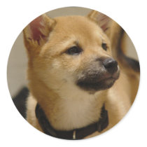 Akita Pictures  Stickers