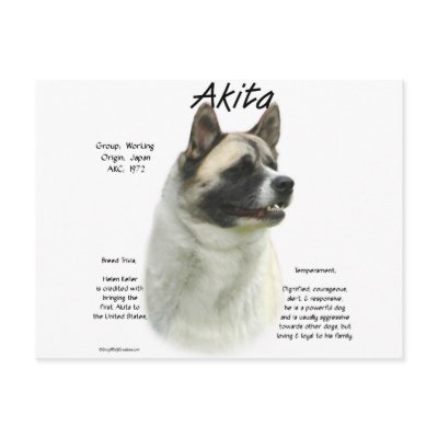 Akita (pinto) History Design by GreyWolfCreation