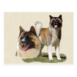 Akita Post Cards